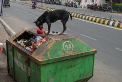 A black stray dog on top of a green container eating food out of a trash plastic bag in Puri Municipality, India