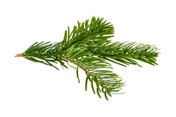 Branch of Nordmann Fir Christmas Tree. Green spruce or pine branch with needles. Isolated on white background. Closeup top view.
