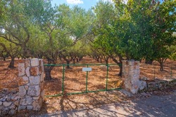 Beautiful ancient olive trees on the island Zakynthos, Greece. 