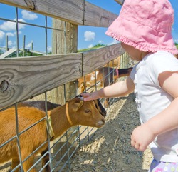 Little girl in white shirt and pink bucket hat petting a baby goat through a wooden fence on a farm with green hills beneath a bright blue sky with puffy white clouds. Photo shot in Southern Wisconsin