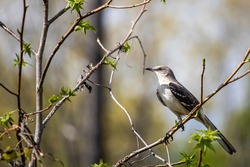 Mocking bird perched on a branch