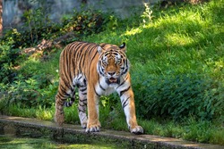 The Siberian tiger,Panthera tigris altaica is the biggest cat in the world