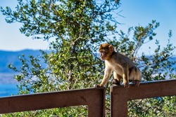 Close up of a wild macaque or Gibraltar monkey, one of the most famous attractions of the British overseas territory.