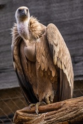 Griffon vulture, Gyps fulvus in Jerez de la Frontera, Andalusia in Spain