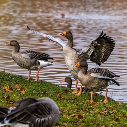 The greylag goose, Anser anser is a species of large goose in the waterfowl family Anatidae and the type species of the genus Anser.