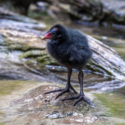 Little Common moorhen baby, Gallinula chloropus also known as the waterhen, the swamp chicken, and as the common gallinule swimming at a blue lake water