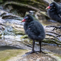 Little Common moorhen baby, Gallinula chloropus also known as the waterhen, the swamp chicken, and as the common gallinule swimming at a blue lake water