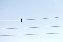 One alone bird on wire. Loneliness concept. Outsider self-isolation