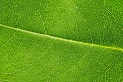 Macro green leaf texture with beautiful relief facture of plant, close up macro photo. Greenish relief texture of leaf, detailed nature background, fresh pure nature concept