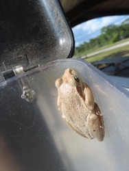 Small light brown tree frog stuck to inside of plastic container
