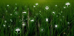Net Zero. Icon with Net Zero on green rice fields. Net Zero and Carbon Neutral Concepts . Net Zero Emissions Goals. A long term climate neutral strategy.
