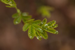 Raindrops on Spring Foliage Leaves