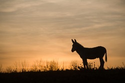 donkey silhouette against sunset clouds 