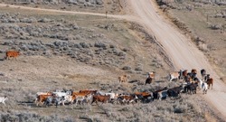 long horn cattle wandering in herd near Shell, Wyoming all different colours heading up a dirt road free roaming no no fences background for drought, agriculture, beef farming, business horizontal f
