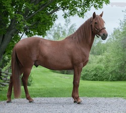 peruvian horse conformation shot chestnut  standing with good conformation horse full body side view greenery trees and grass in background spring summer equine photo room for type framed by leaves