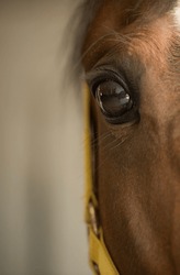close up of horses eye equine eye close up one eye chestnut horse close cropped on face to show eye and eyelash room for type on left side vertical format partial view of yellow halter on horse animal