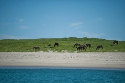 herd of wild horses on sable island ocean front beach with herd of horses Sable Island ponies grazing in green grass on beach of Nova Scotia park sable island horizontal format room for type blue sky 
