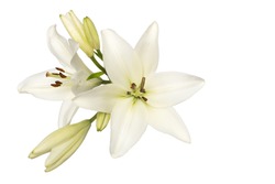 two flowers and unblown buds of white lily isolate without shadows top view