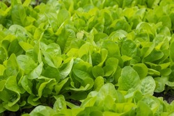 Dutch organic home garden full of lettuce, popular and healthy leafy green plant.