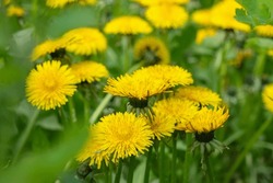 Close up of blooming yellow dandelion flowers Taraxacum officinale in garden on spring time. Detail of bright common dandelions in meadow at springtime. Used as a medical herb and food ingredient