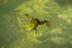 A small green frog swims in the water. She froze and spread her paws on each side. It is almost invisible in pure green water.