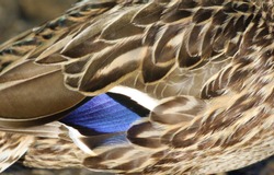 duck feather texture