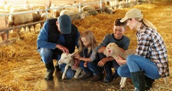 Cheerful Caucasian mother and father with small happy kids - son and daughter petting lamb in stable with hay. Parents with little boy and girl caressing and stroking animal at farm. Family of farmers