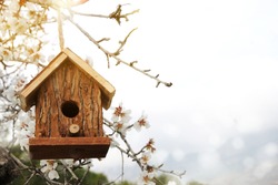 Little Birdhouse in Spring with blossom almond flower 