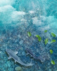 Lake background with fish koi. Top view underwater. High resolution for 3d floor print