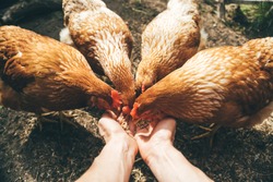 POV image of female hands feeding red hens with grain, poultry farming concept 