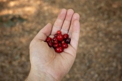 Fresh ripe red forest berries held in man's palm. Close up shot, shallow depth of field, unrecognizable people.