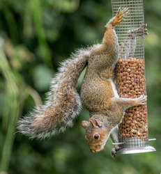 Squirrel Hanging From Bird Nut Feeder