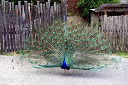 A beautiful peacock with colorful feathers out.