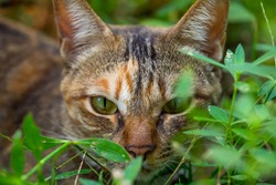 close-up face of brown cat in garden. Selective focus.

