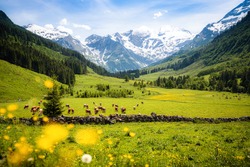 Beautiful panoramic view of rural alpine landscape with cows grazing in fresh green meadows neath snowcapped mountain tops on a sunny day in spring, National Park Hohe Tauern, Salzburger Land, Austria