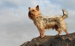 Yorkshire Terrier dog portrait. Standing on a rock with grey sky background.