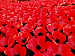 Field of red poppy flowers to honour fallen veterans soldiers in battle of Anzac day