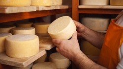 A man cheesemaker in the cellar, beautiful wooden shelves with a ready cheese circle, ripening. Cheese production, home basement, indoor. Private entrepreneur. holds in his hands