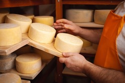 A man cheesemaker in the cellar, beautiful wooden shelves with a ready cheese circle, ripening. Cheese production, home basement, indoor. Private entrepreneur. authentic atmosphere