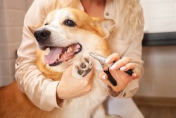 woman cuts dog's claws, brown corgi, cute. Pet care, love. Scissors, clipper, trim.