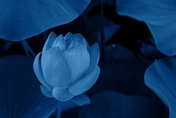 Classic Blue color Lotus Flower and Lotus Flower Plants.  Creative pattern made of Lotus on Classic blue background. Trendy color 2020.
Abstract classic blue backdrop, color trendy 2020 concept.