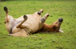 A horse rolls on the green meadow