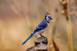 Blue Jay perched on tree stump
