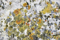 Aged wall of old building with multicolored moss, natural background, full frame. Colorful Moss on Concrete Wall with Texture Scars. Detailed backdrop, abstract design. Selective focus.