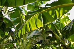 Banana trees with green leaves, full frame. Abstract green leaf background, tropical foliage, nature. Banana grove, plantation. Close-up. Selective focus.