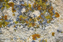 Aged wall of old building with multicolored moss, natural background, full frame. Colorful Moss on Concrete Wall. Detailed unusual backdrop, abstract design. Selective focus.