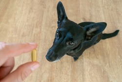 The main subject is out of focus, small black dog sit floor home fish oil omega 3 benefits improve life, healthy good for sport immune system man hand give capsule , funny face cute