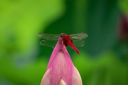 A red dragonfly sits on a pink flower.  Macro photo of a dragonfly.  Macro insects.  Dragonfly over green background.