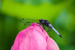 A black dragonfly sits on a pink flower. Macro photo of a dragonfly. Macro insects. Dragonfly over green background.