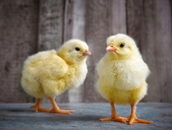 Little yellow cute baby chicks.